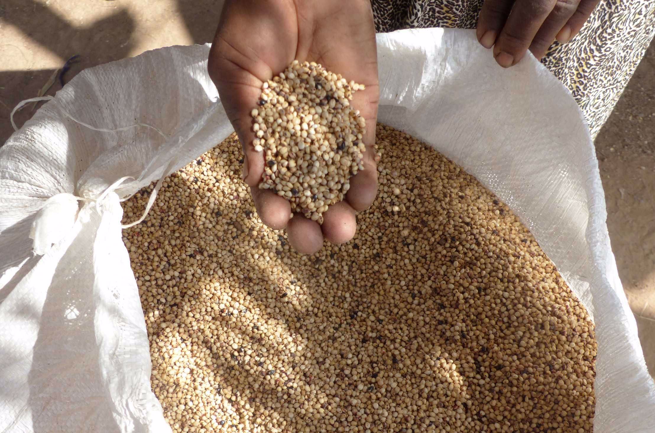 How Training Farmers to Produce Improved Seeds Helps Mitigate Food Insecurity in Conflict-Affected Sudan