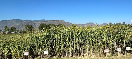 ICRISAT and SKUAST Co-Develop First Cold-Tolerant Sorghum in Jammu and Kashmir, India