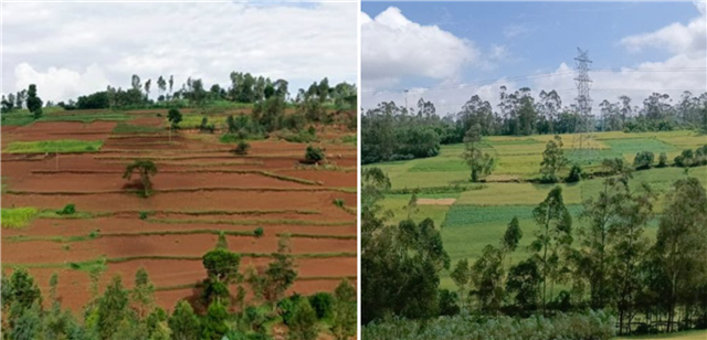 ICRISAT-Ethiopia Strengthens Fertilizer Advisory Strategy to Boost Agricultural Productivity