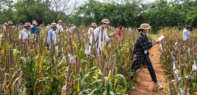 Biofortified Forage, Summer Pearl Millet, and Multi-Trait Cultivars Lead Discussions at Pearl Millet Scientists' Field Day