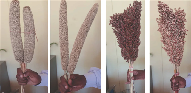 ICRISAT and SKUAST Co-Develop First Cold-Tolerant Sorghum in Jammu and Kashmir, India