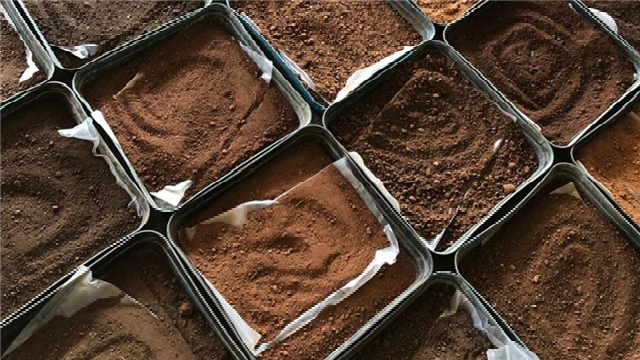 Celebrating World Soil Day 2024: ICRISAT Champions Soil Health Initiatives