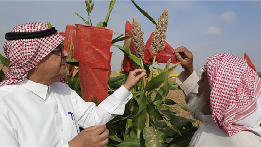 Locally led adaptation for resilient and sustainable agrifood systems