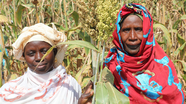 ICRISAT Open Field Day Showcases High-Yield Seeds and Climate Resilient Innovations in Mali