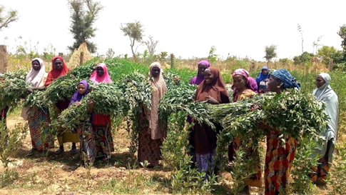 Supporting Sustainable and Resilient Farming in Niger