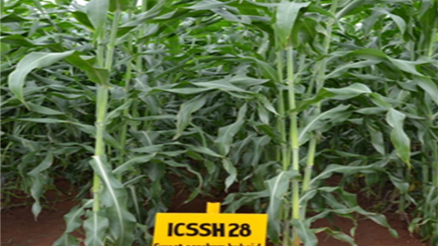 Future market segment: Can sweet sorghum power the next generation of clean energy?