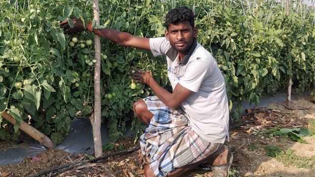 Innovative Vegetable Grafting Technology Offers Resilient Yields for Climate-Stressed Cultivation, ICRISAT Study Shows