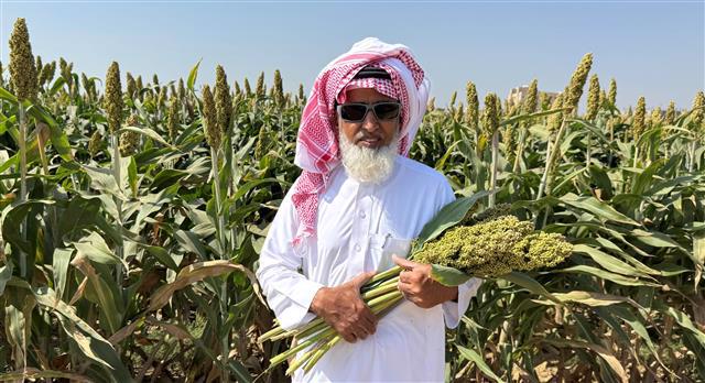 ICRISAT-Bred Sorghum Flourishes in the&nbsp;Drylands of Saudi Arabia