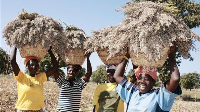 Rising from Drought: Resilient Harvests Flourish in the Sahel