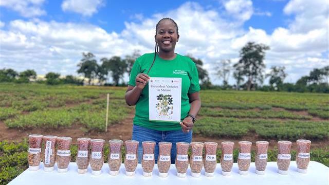 ICRISAT and Malawi Government Release Climate-Resilient Groundnut Variety for Commercialization