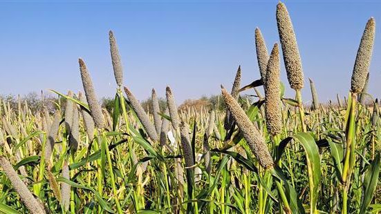 ICRISAT-Bred Chakti Millet: A Climate-Smart Solution Boosting Food and Nutrition Security in Niger