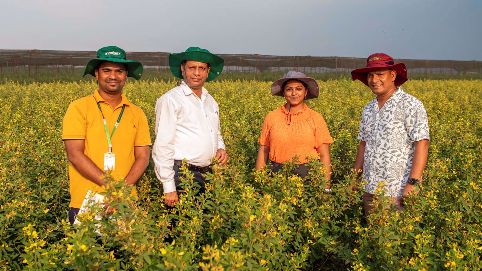 Breakthrough at ICRISAT: World’s First Extreme Heat-Tolerant Pigeonpea Developed via Speed Breeding