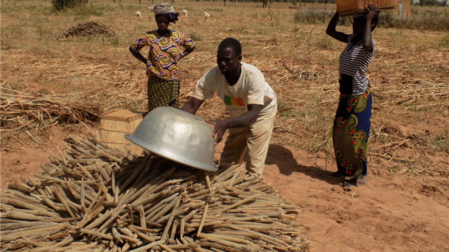 Hybrid Pearl Millet Brings New Hope to Nigeria’s Drylands: Boosting Productivity and Nutrition Amid Climate Challenges