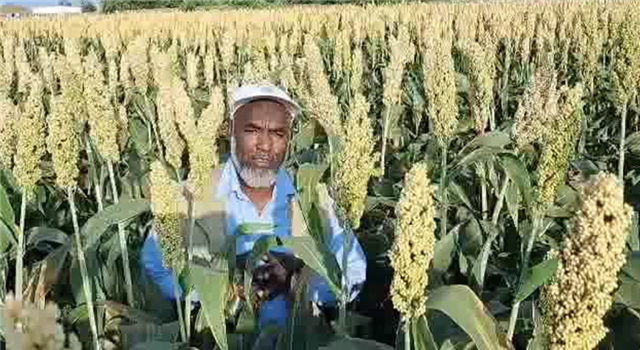 From India to Saudi Arabia and Sudan: Scaling Up Zinc-Enriched Sorghum for Global Impact