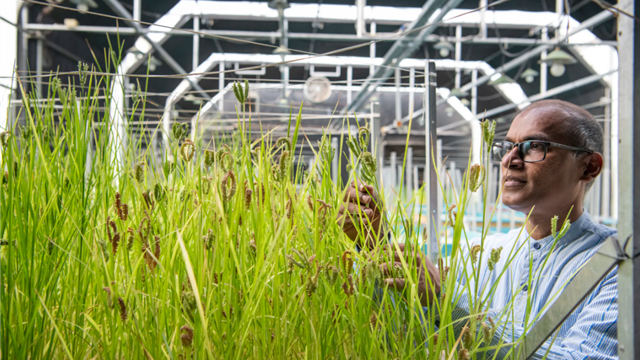 ICRISAT's Rapid-Ragi Breakthrough Promises Faster, Cost-Effective Finger Millet Breeding