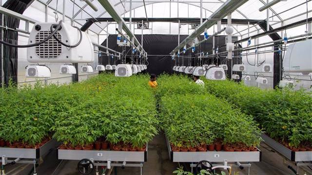 ICRISAT to Deliver World-Class Services as CGIAR’s Breeding Resources South Asia Hub