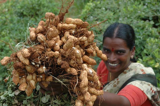 Groundnut Breeding at ICRISAT Delivers Strong Yield Gains: Genetic Gain Assessment Reveals