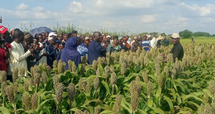 Small Stature, Big Impact: How SAMSORG 52 is Redefining Sorghum Farming in Nigeria
