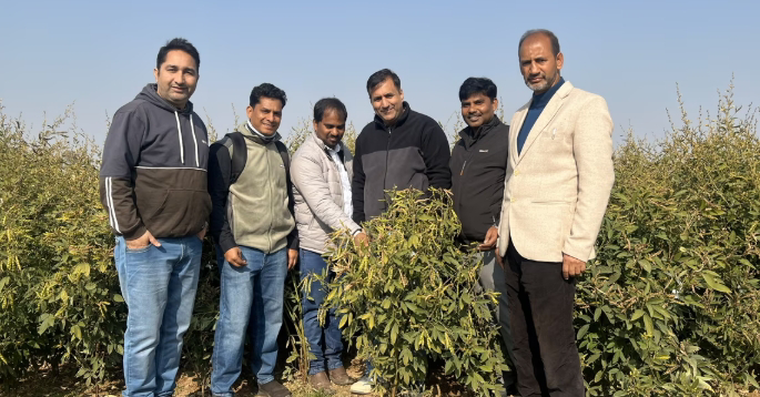ICRISAT’s Climate-Resilient Pigeonpea Demonstrates Outstanding Performance in the Kashmir Valley Opening New Pathways for Food Security and Farmer Incomes