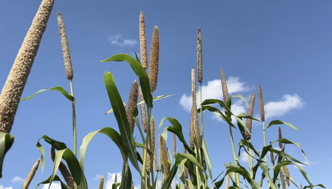 ICRISAT Releases First-Ever Biofortified Pearl Millet for Zimbabwe and the ESA Region