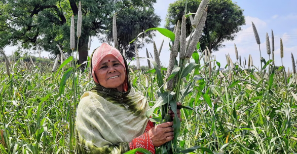 ICRISAT and ICAR Announce Release of the World’s First Three-way Pearl Millet Hybrid