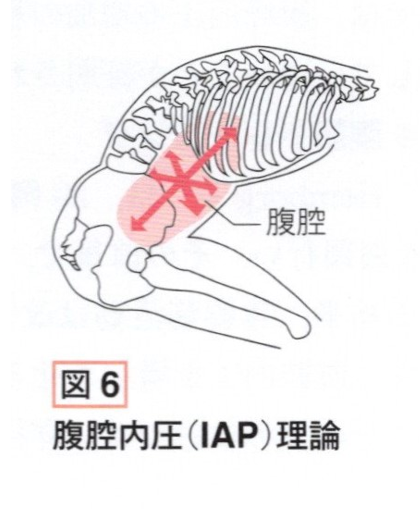 腹腔内圧理論の概念図