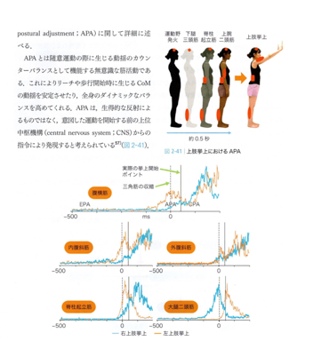 予測的姿勢調節（APA）