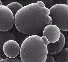 Sake Yeast Cells