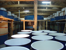 Yeast starter tanks, about 1/8 of the final size of the batch