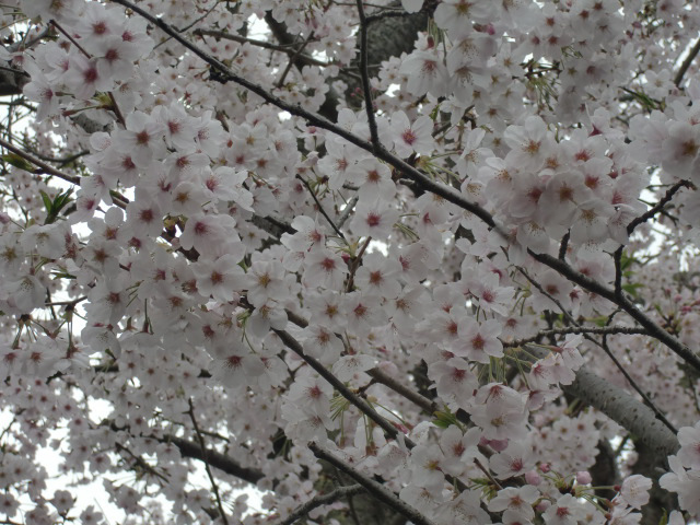 Cherry blossoms in full bloom