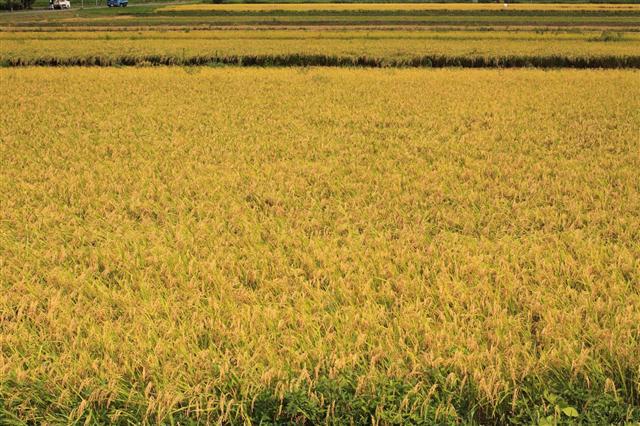 Golden Waves of Rice