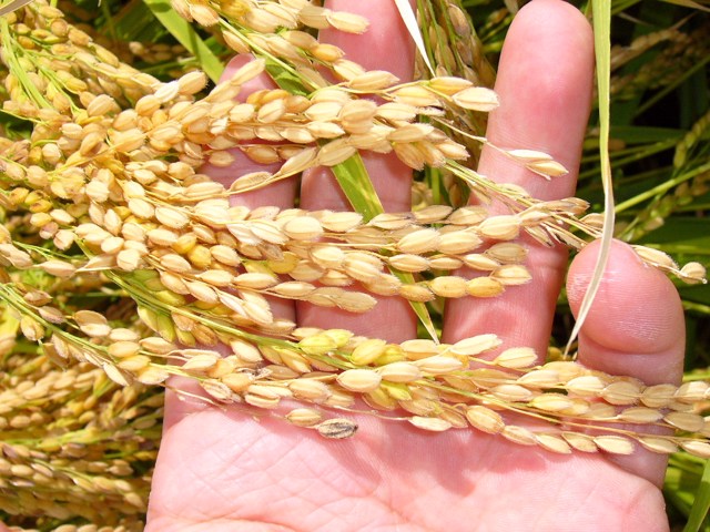 Ready-to-harvest rice-in-hand in the fall