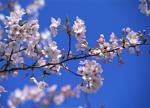 Sakura (cherry blossoms) in bloom