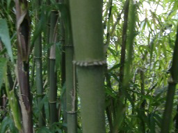 Autumn Bamboo