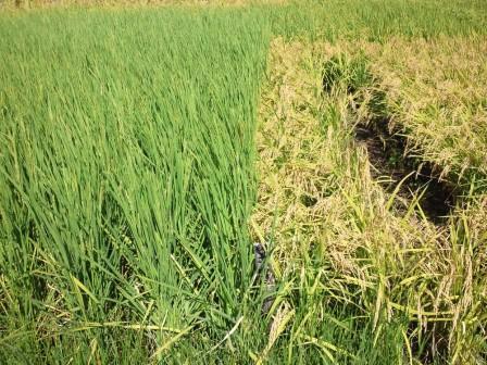 Different rice types next to each other, differences clearly visible