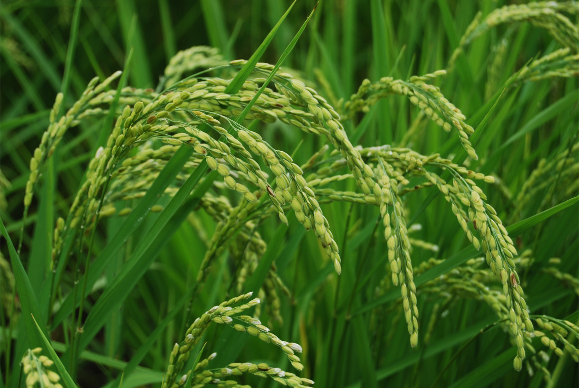 Ready-to-harvest sake rice