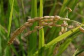 Ready-to-harvest rice in its lovely final arch