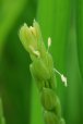 Flowering rice plant