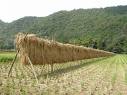 Harvested rice being dried