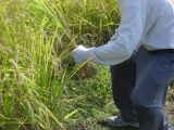 Rice Being Harvested