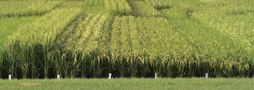 Different Rice Varieties Lined Up