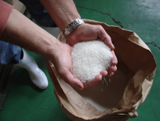 "Freshly harvested Yamada Nishiki sake rice"