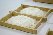 Koji being made in koji trays