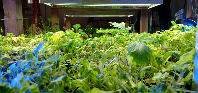 Plants inside the farmory