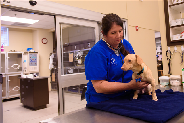 A woman in blue scrubs listens to a small beige dog's heart