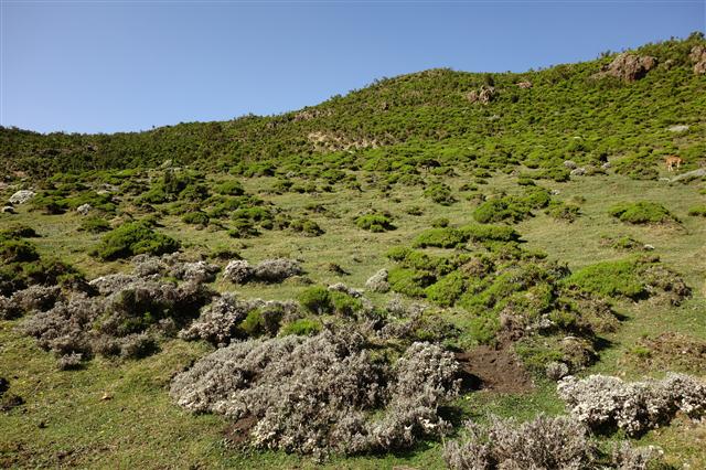 衣索比亞綠化成功的Bale Mountains。（來源：Davy Demaline）