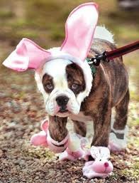 Easter Doggy