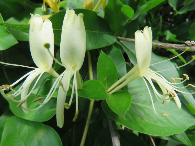 Honeysuckle flower - A Chinese herb with antibiotic and anti-inflammatory properties often used for Upper respiratory issues