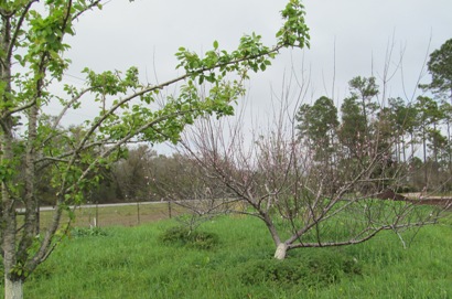 Spring in the orchard