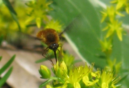 Horn Face Bee 